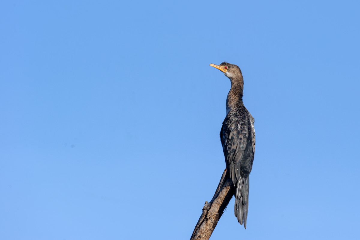 Long-tailed Cormorant - ML619327384