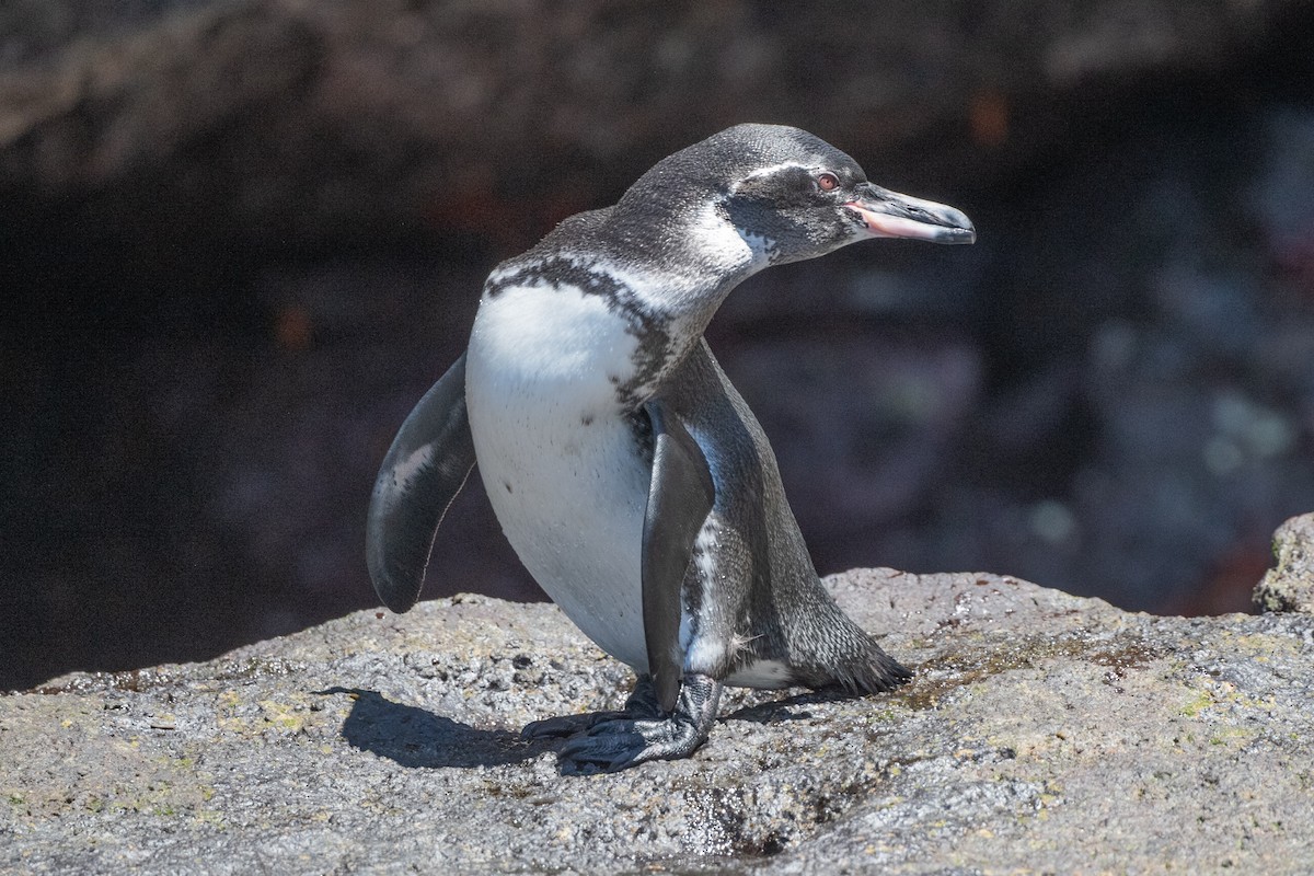 Galapagos Penguin - ML619327418