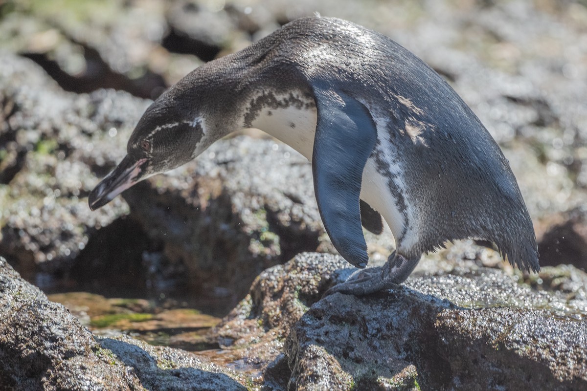 Pingüino de Galápagos - ML619327419