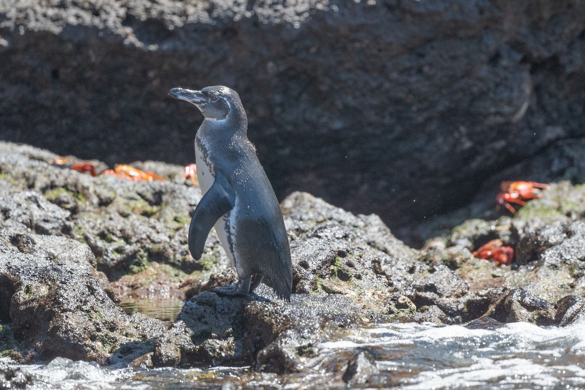 Pingüino de Galápagos - ML619327420