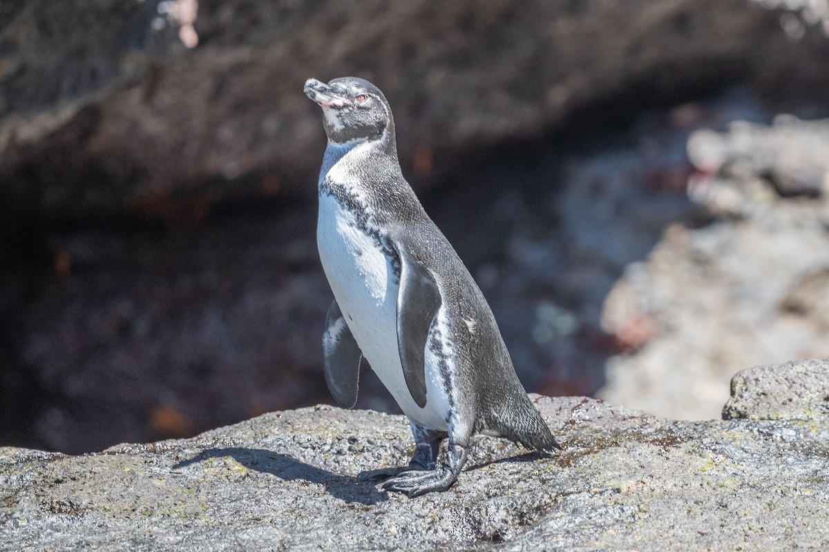 Galapagos Penguin - ML619327421