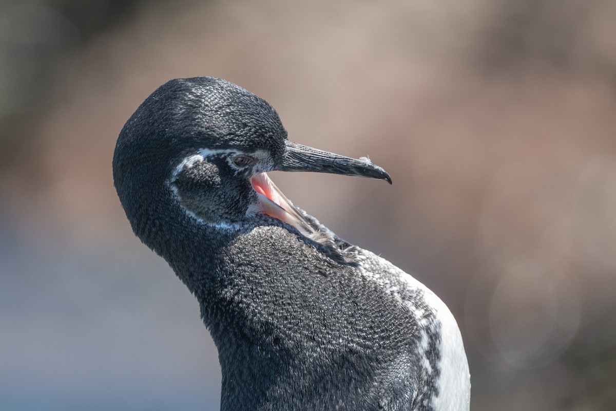 Galapagos Penguin - ML619327423