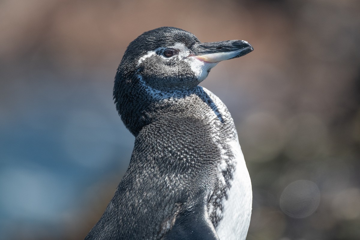 Галапагосский пингвин - ML619327424
