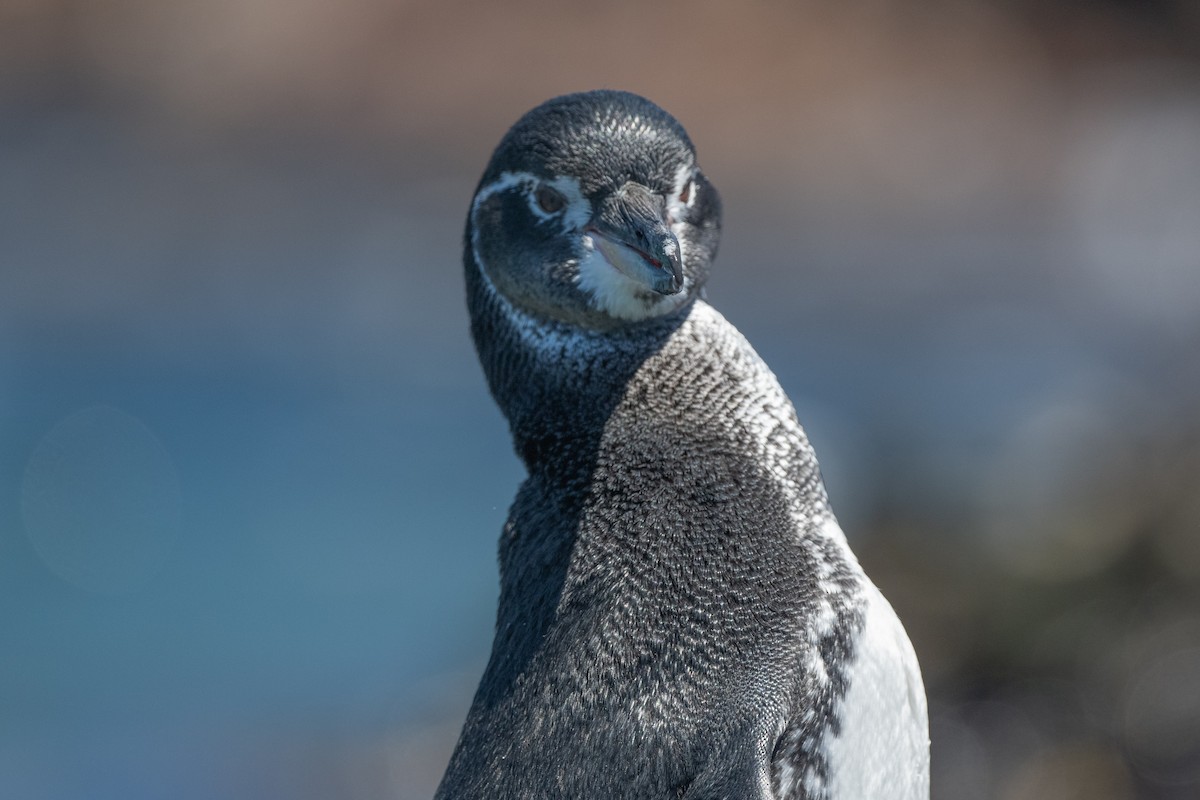 Галапагосский пингвин - ML619327426