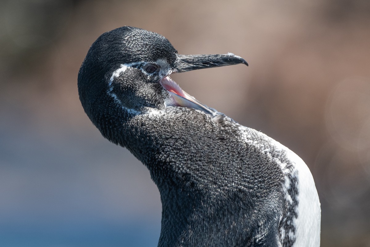 Галапагосский пингвин - ML619327427