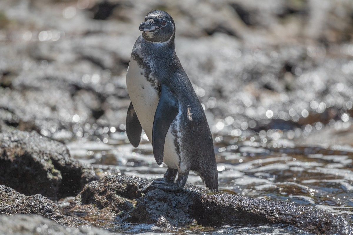 Galapagos Penguin - ML619327428