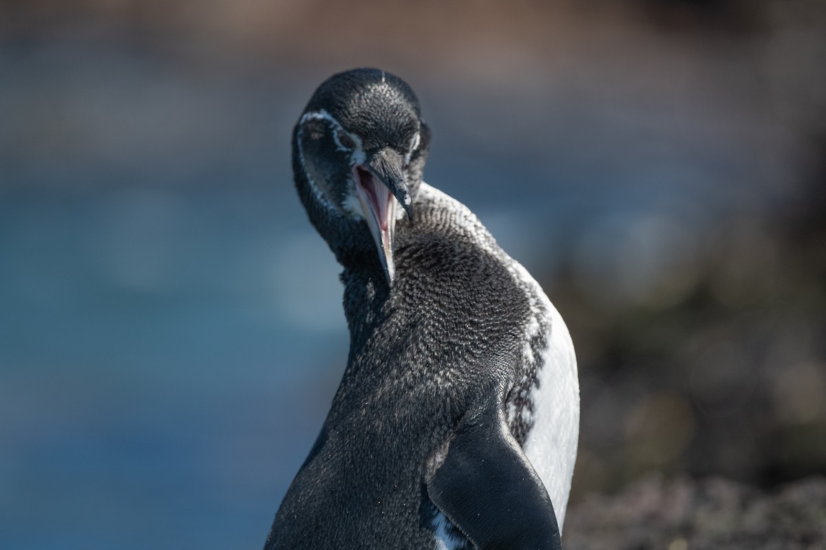 Galapagos Penguin - ML619327429