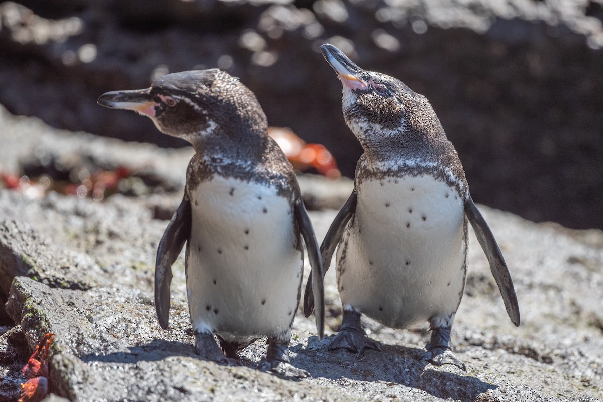 Pingüino de Galápagos - ML619327430