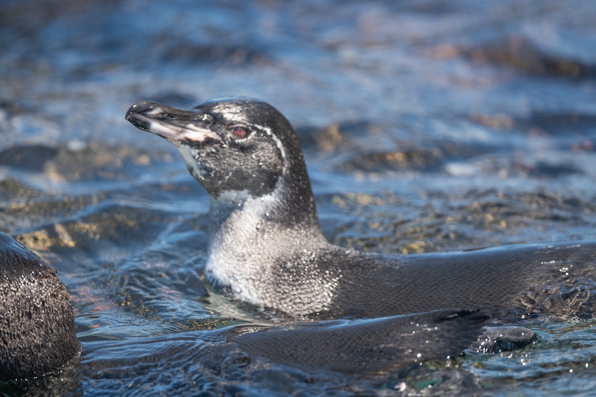 Galapagos Penguin - ML619327431