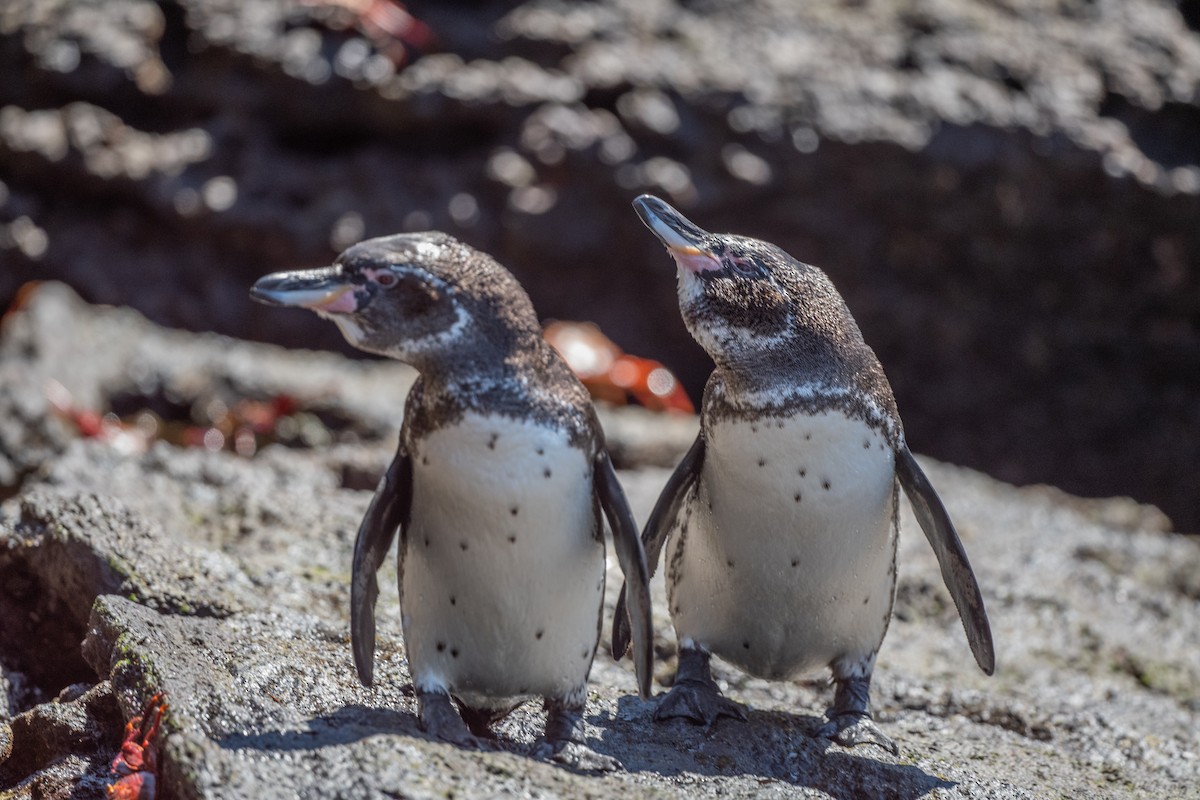 Pingüino de Galápagos - ML619327432
