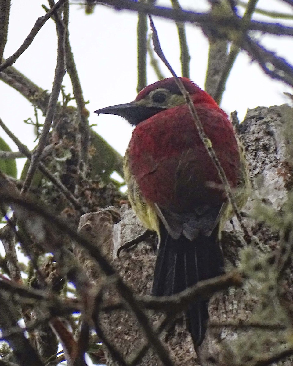 Crimson-mantled Woodpecker - ML619327443