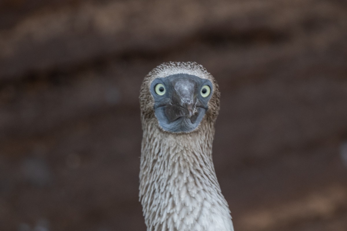 Blue-footed Booby - ML619327518