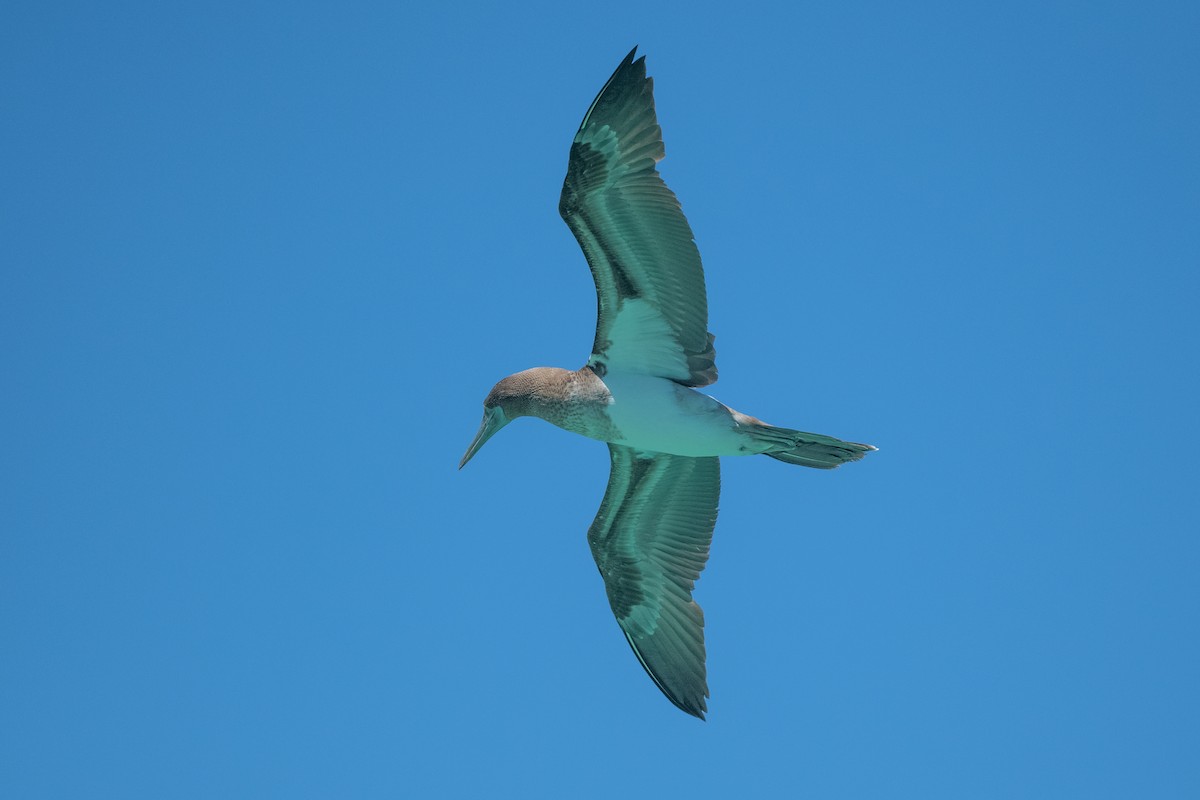 Blue-footed Booby - ML619327519