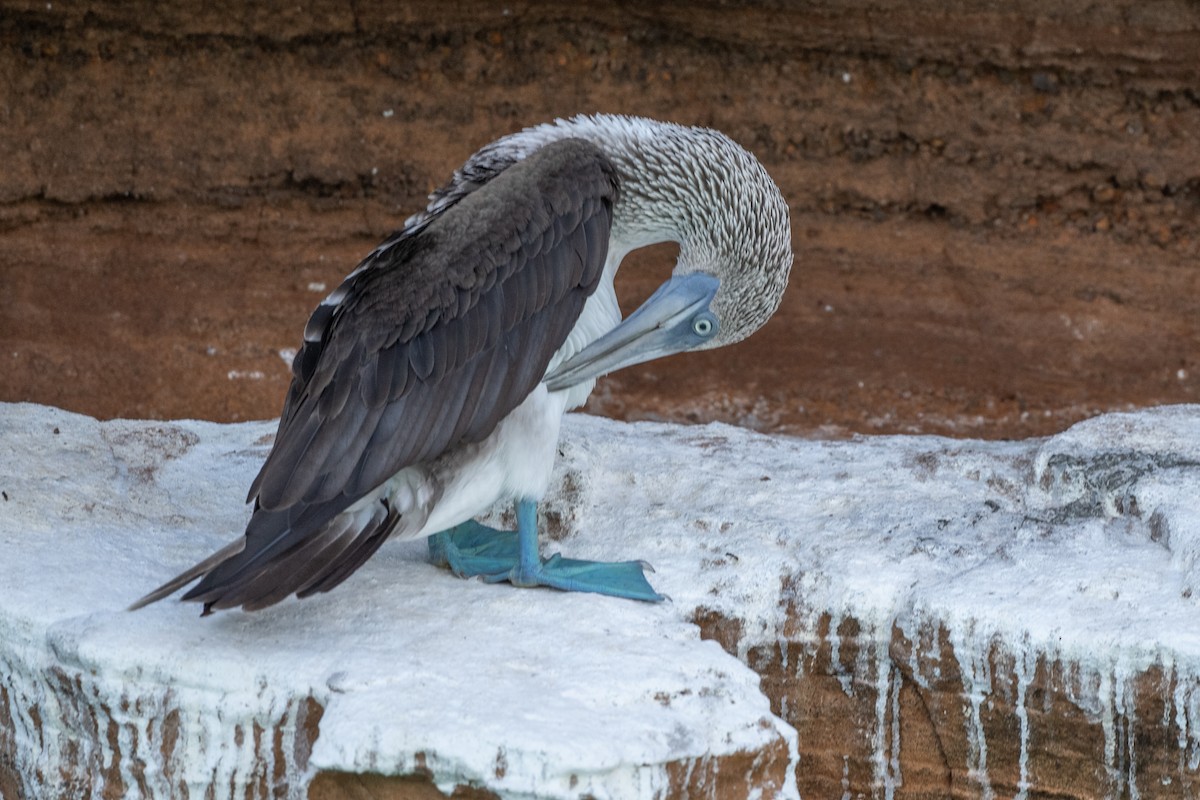 Blue-footed Booby - ML619327521