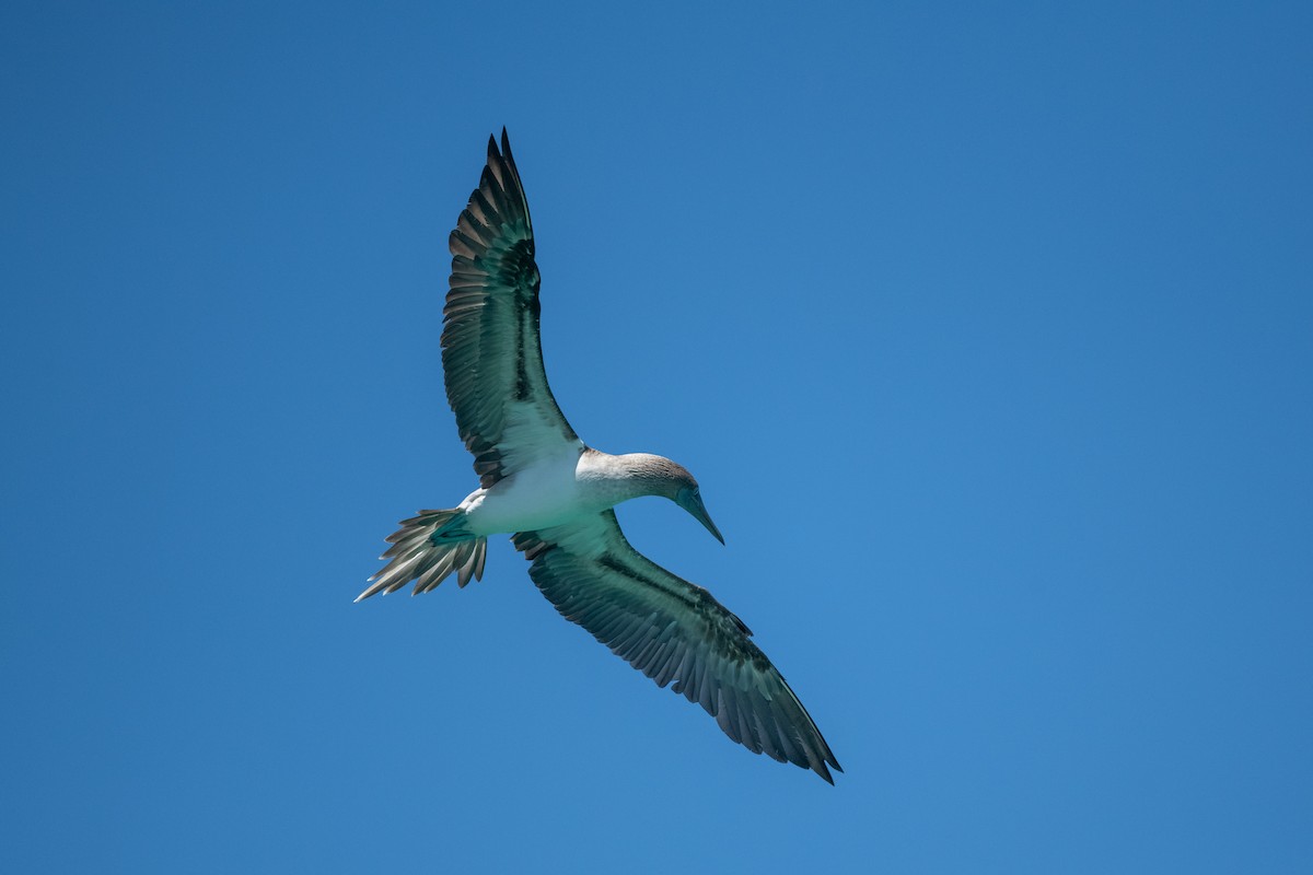 Blue-footed Booby - ML619327522