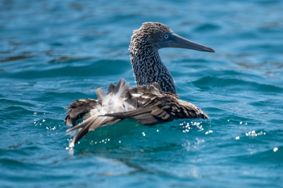 Blue-footed Booby - ML619327523