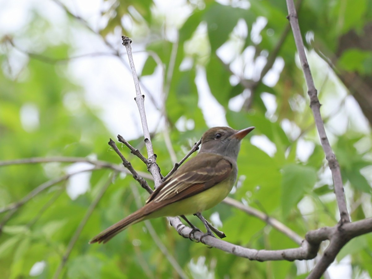 Great Crested Flycatcher - ML619327536
