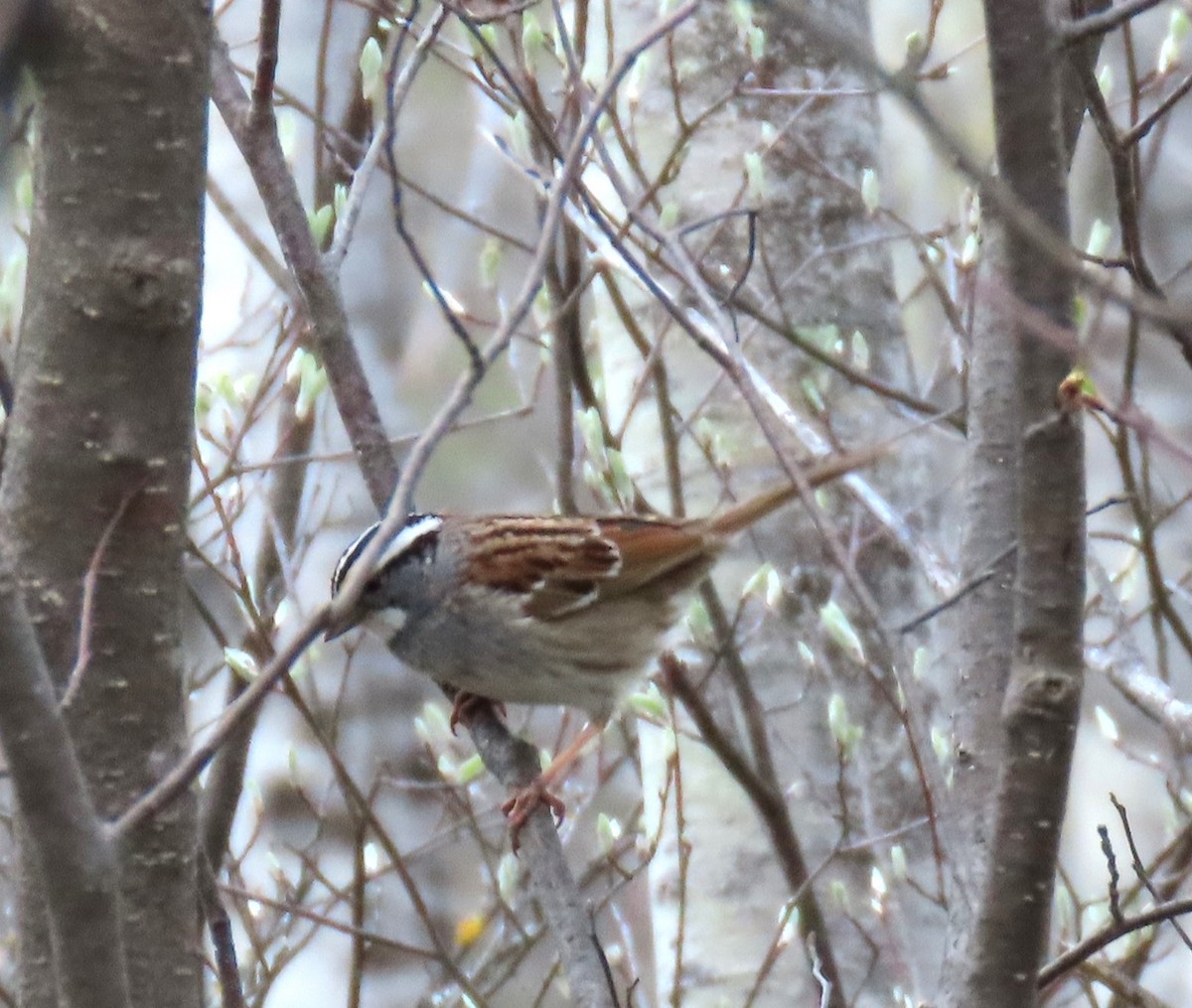 White-throated Sparrow - ML619327731