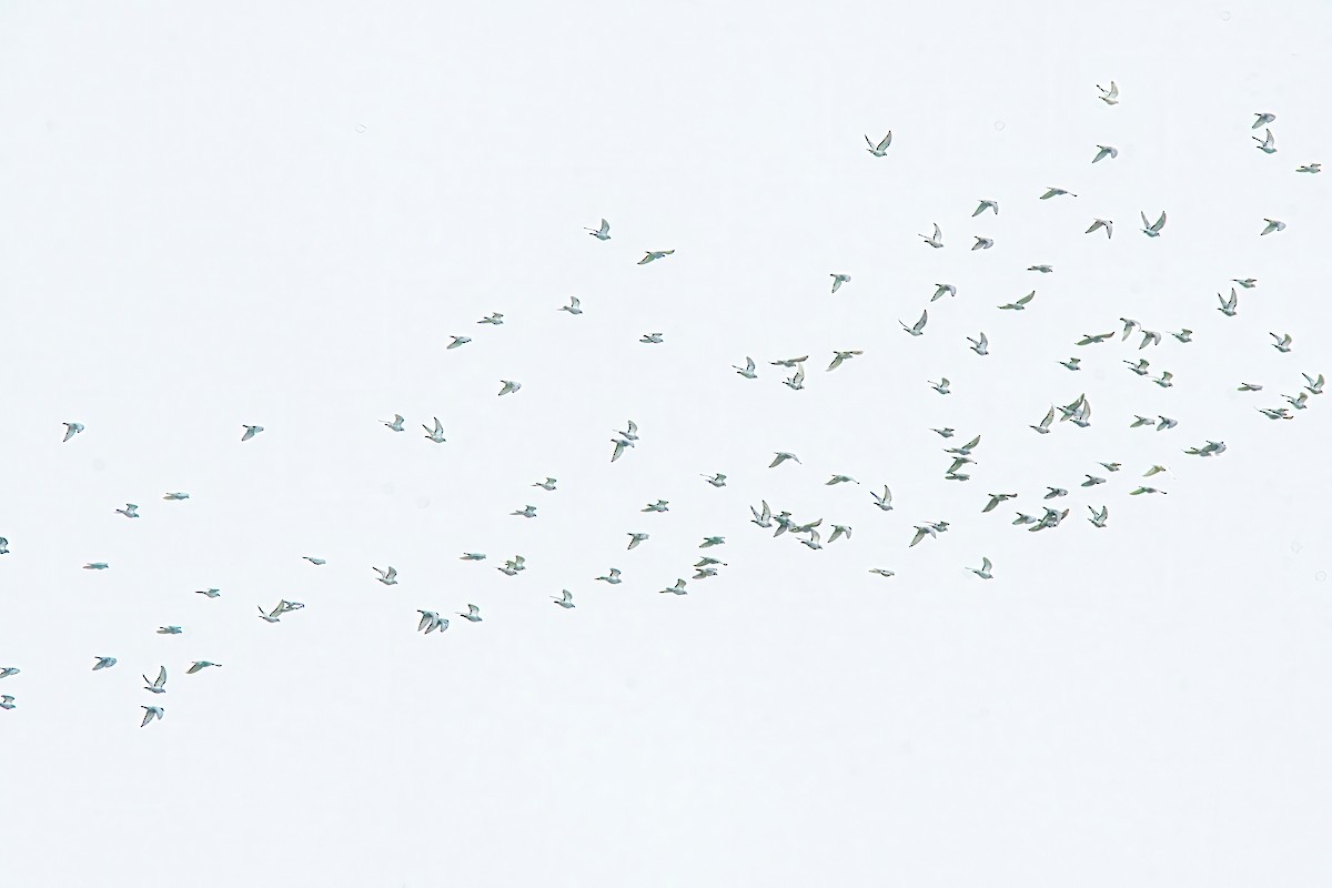 holub skalní (domácí) - ML619327733