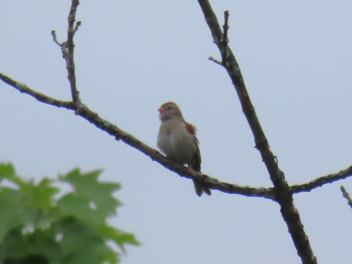 Field Sparrow - ML619327749