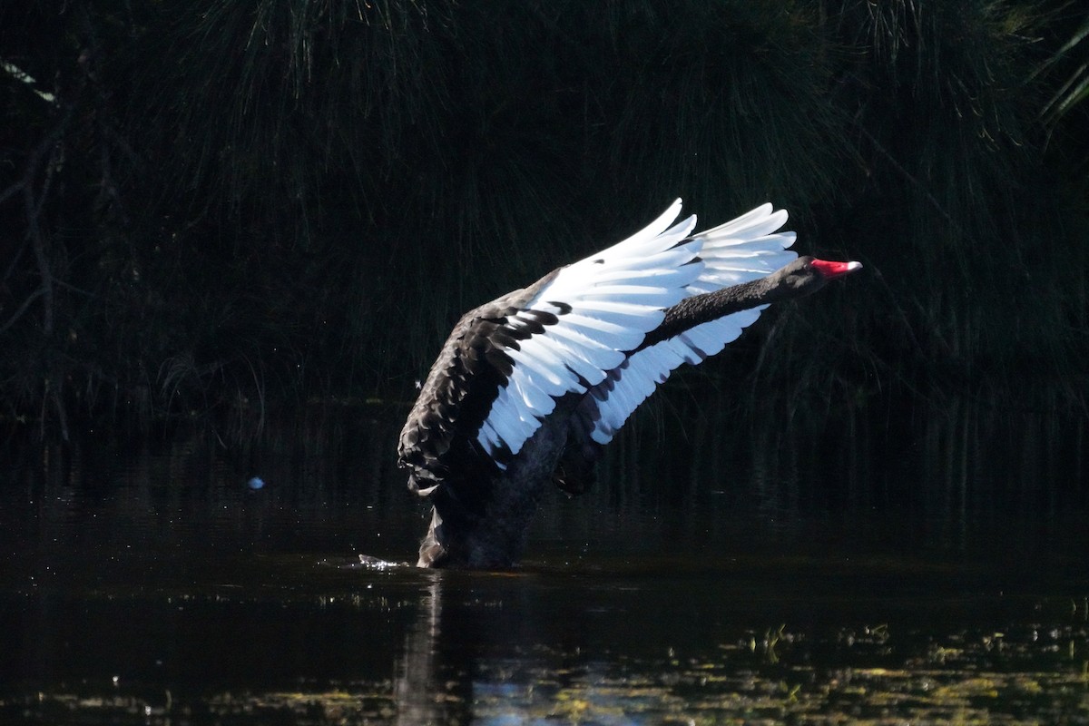 Black Swan - ML619327759