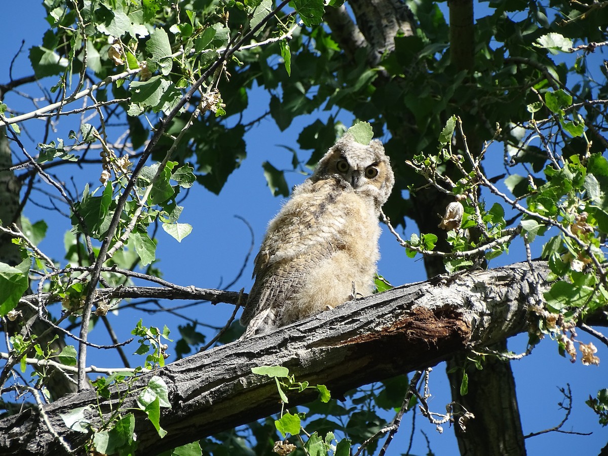 Great Horned Owl - ML619327827