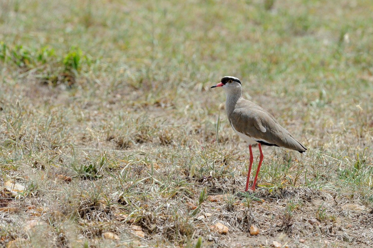 Crowned Lapwing - ML619327829
