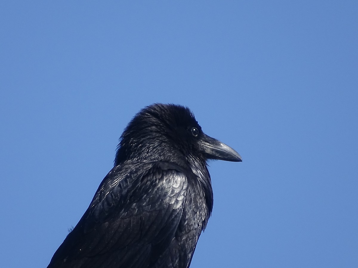 Common Raven - ML619327831