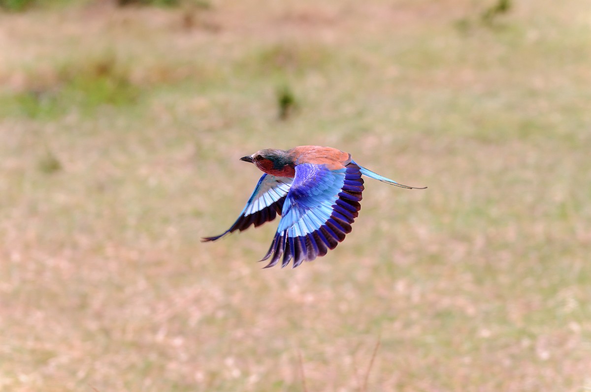 Lilac-breasted Roller - ML619327832