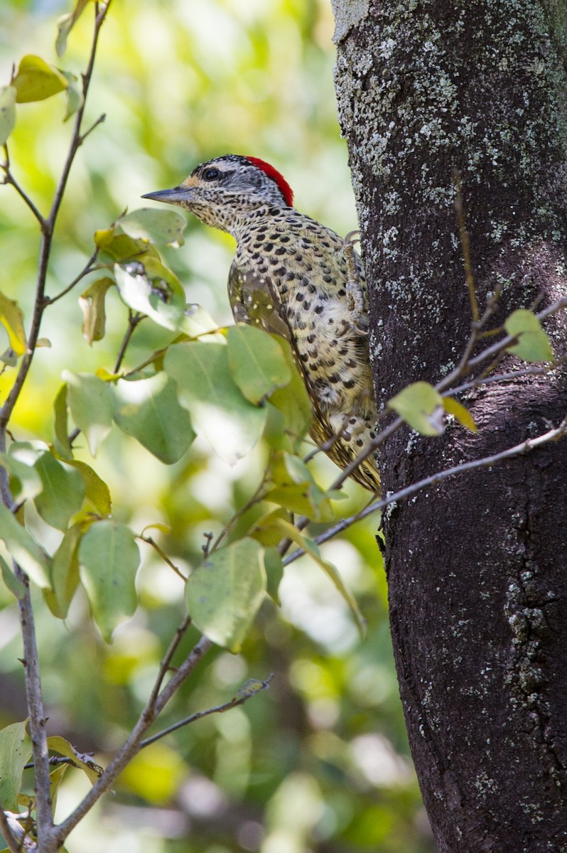 Nubian Woodpecker - ML619327843