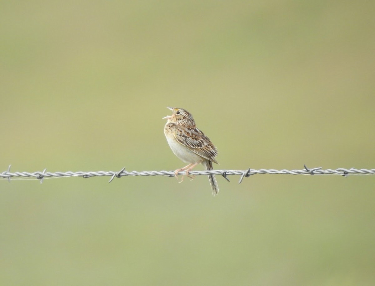 Grasshopper Sparrow - ML619327904