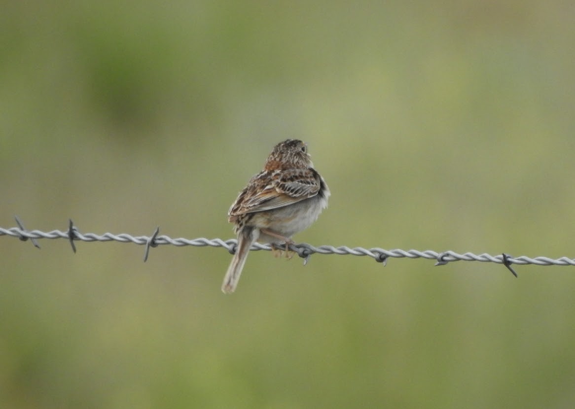 Grasshopper Sparrow - ML619327912