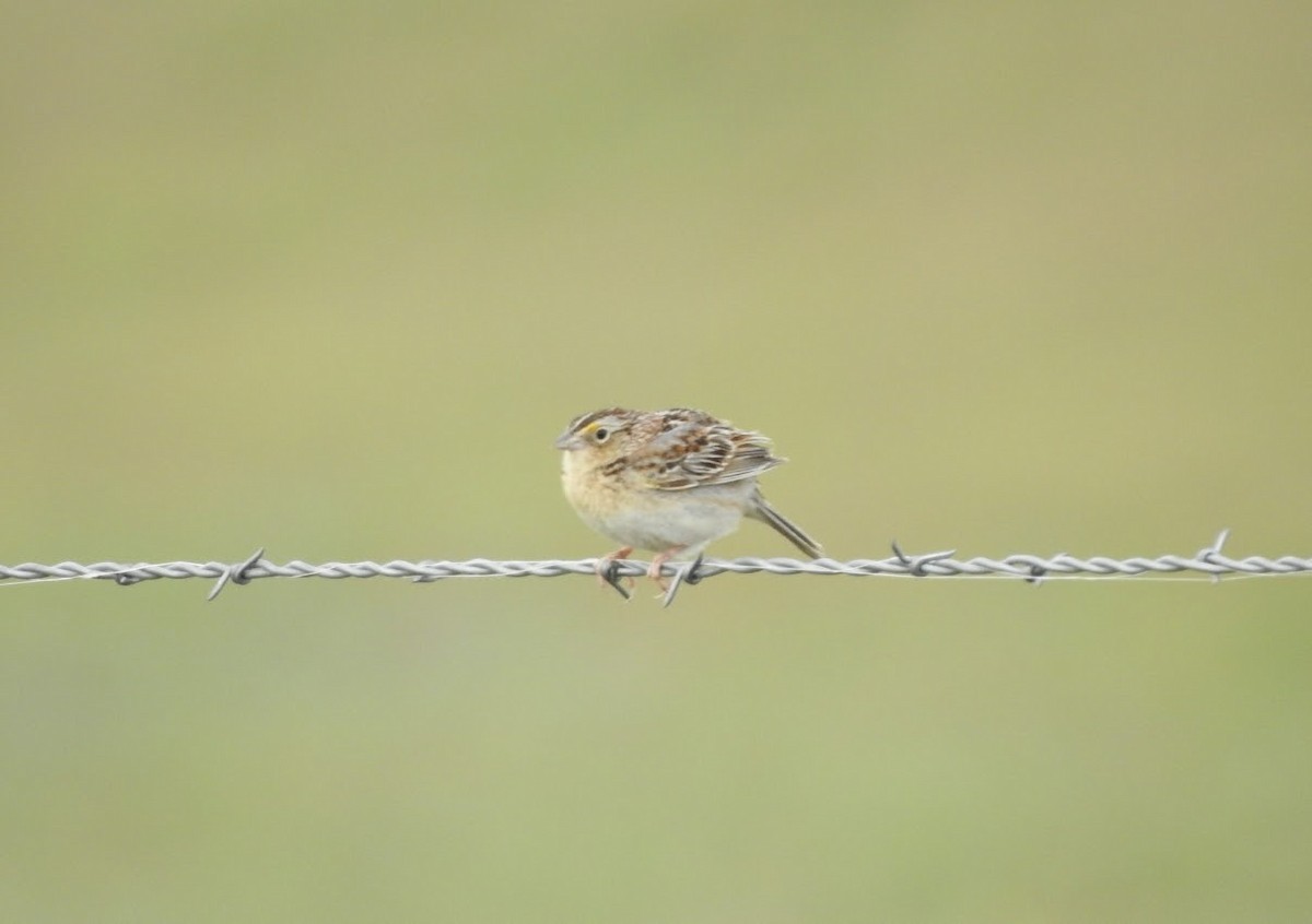 Grasshopper Sparrow - ML619327915