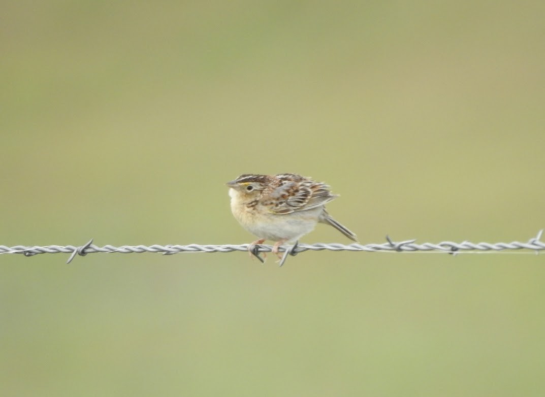 Grasshopper Sparrow - ML619327933