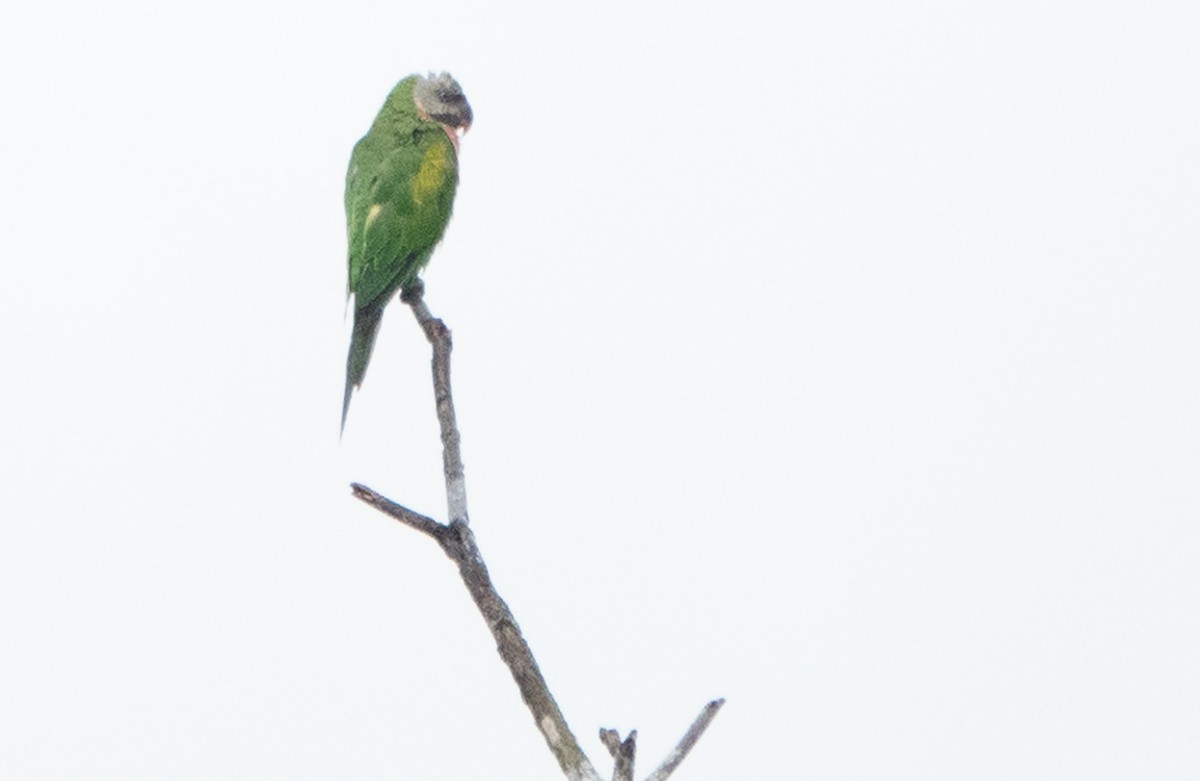 Gül Göğüslü Yeşil Papağan - ML619327948