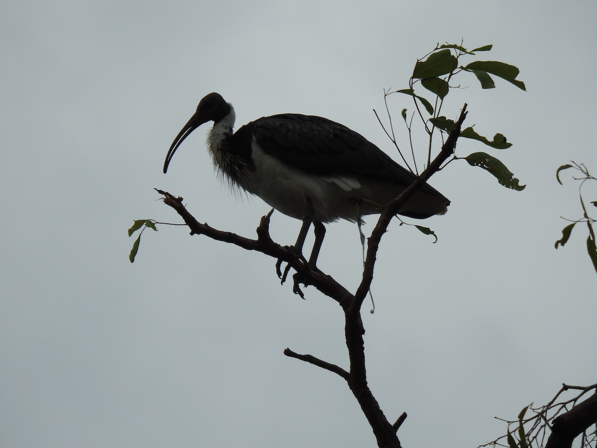 ibis slámokrký - ML619327985