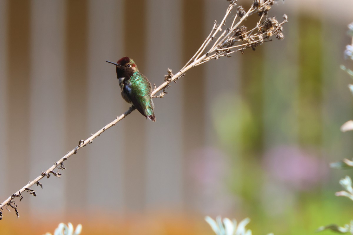 Anna's Hummingbird - ML619328027