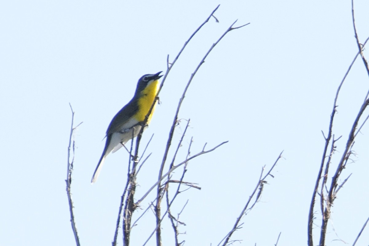 Yellow-breasted Chat - ML619328047