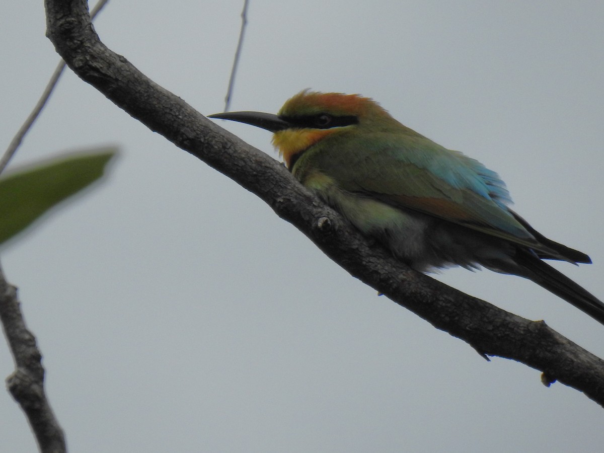 Rainbow Bee-eater - ML619328054