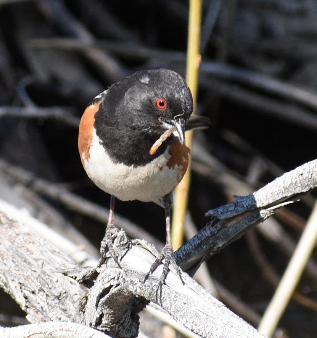 Spotted Towhee - ML619328056