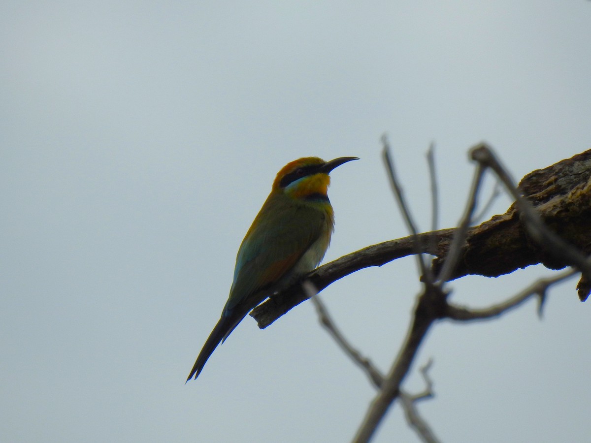 Rainbow Bee-eater - ML619328059