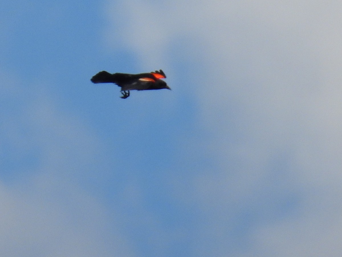 Red-winged Blackbird - ML619328079