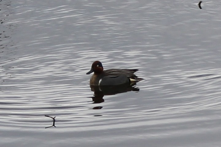 Green-winged Teal - ML619328142