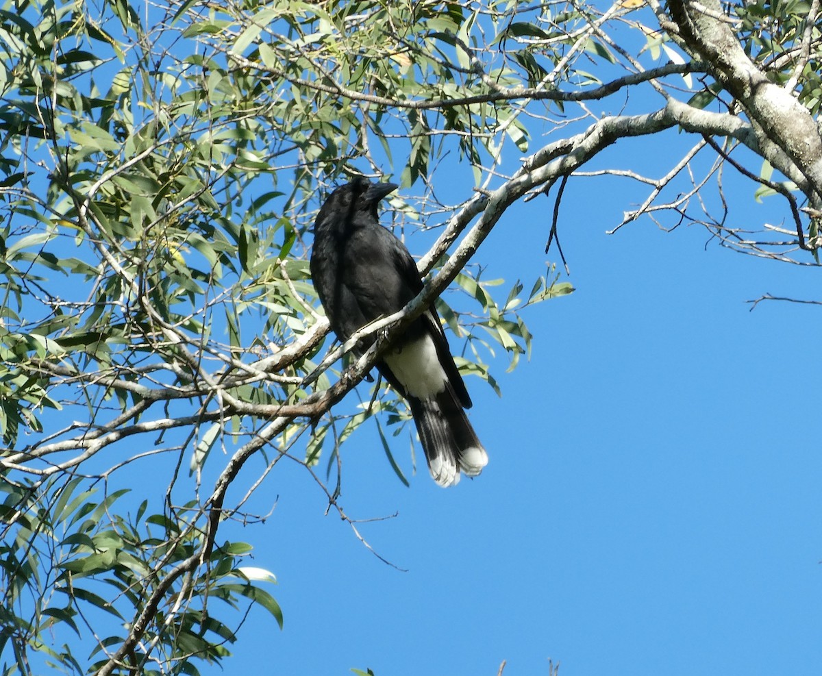 Pied Currawong - ML619328158