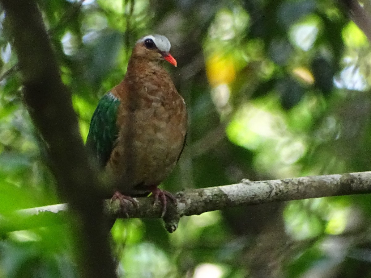 Asian Emerald Dove - ML619328220