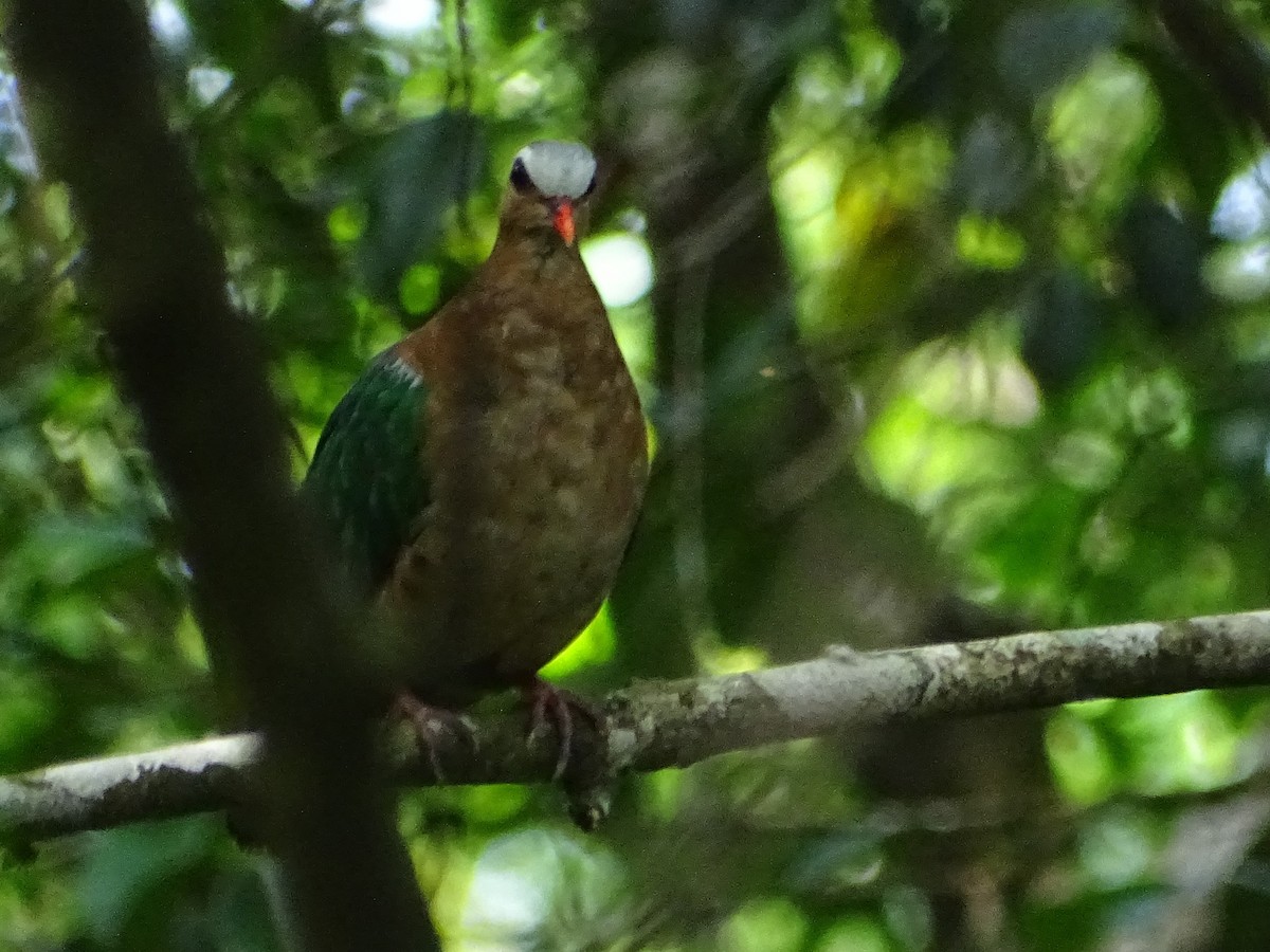 Asian Emerald Dove - ML619328226