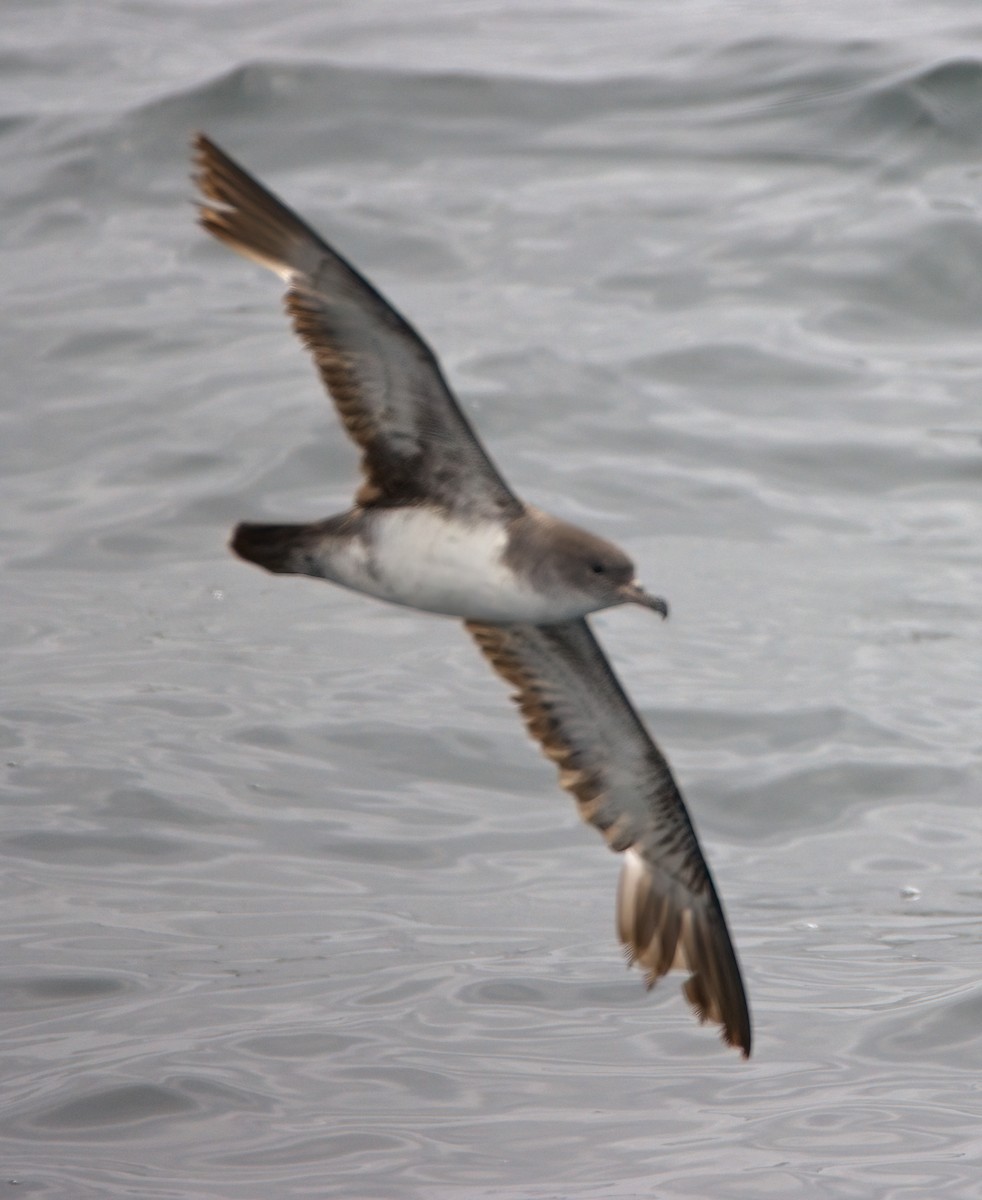 Pink-footed Shearwater - ML619328253