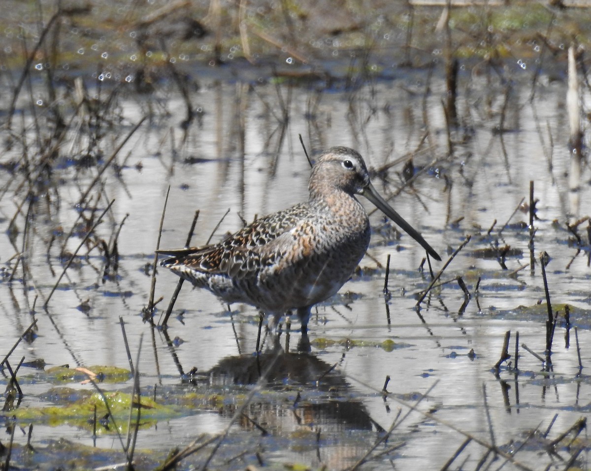 Long-billed Dowitcher - ML619328254