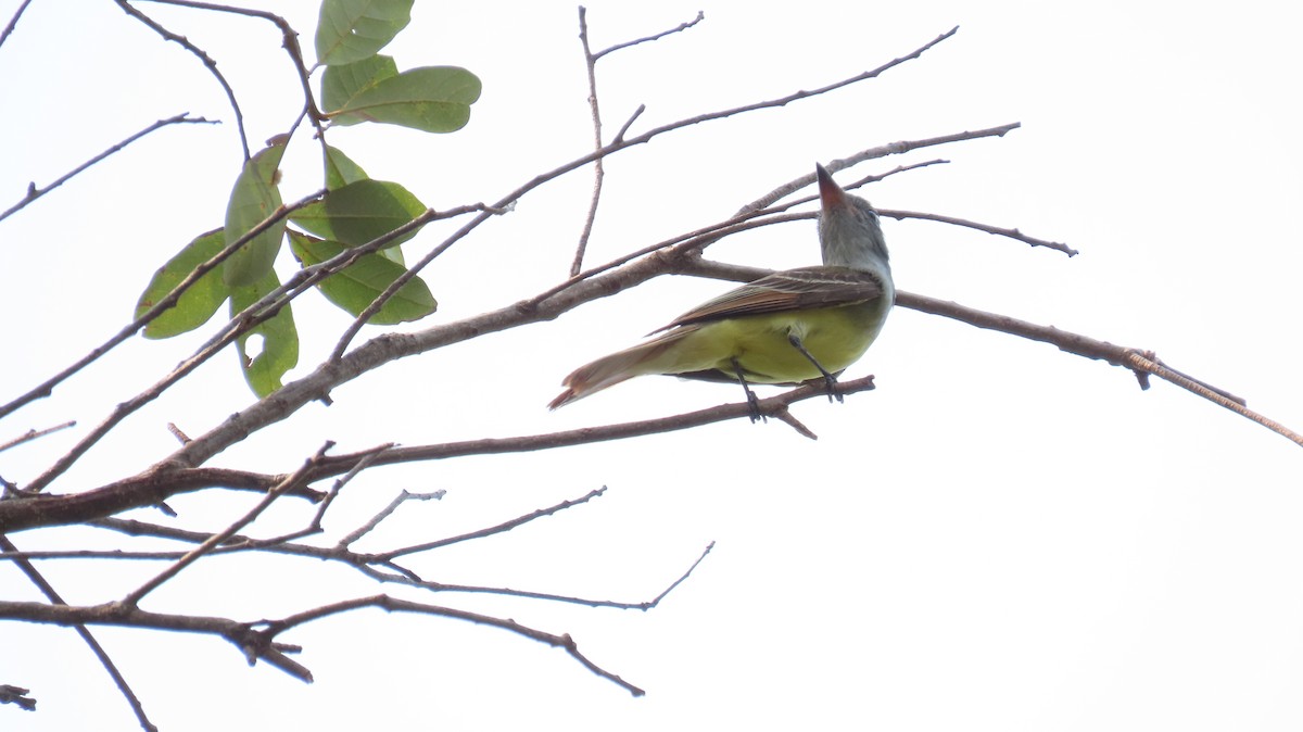 Great Crested Flycatcher - ML619328257