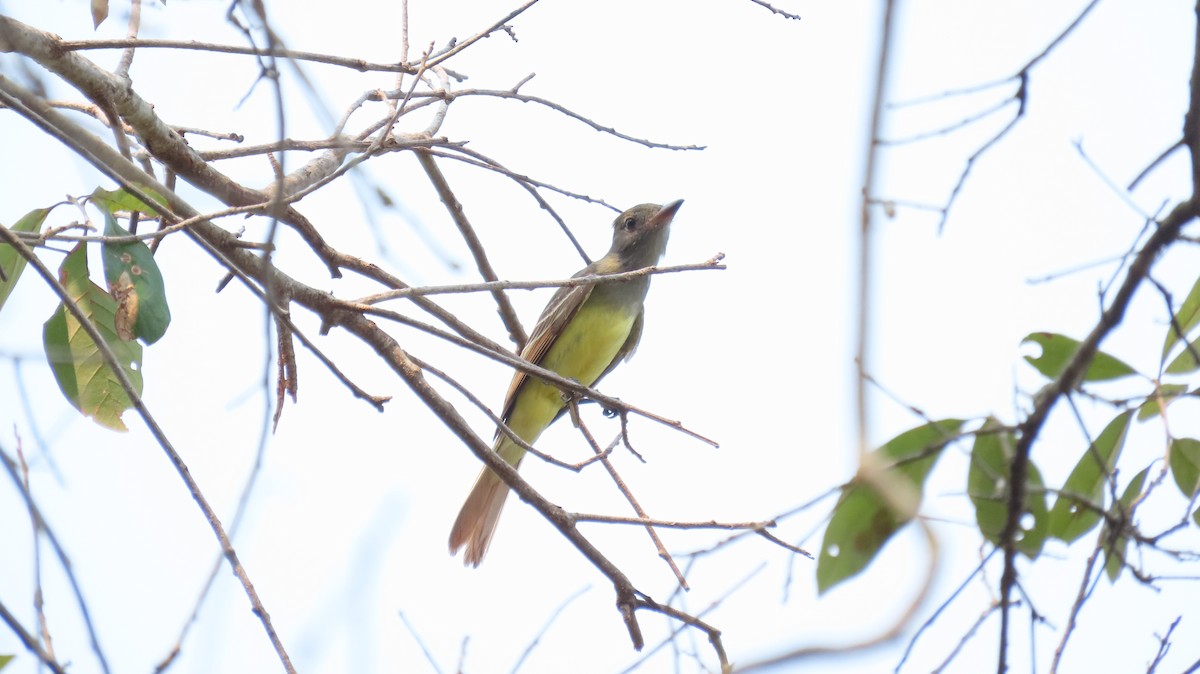 Great Crested Flycatcher - ML619328258